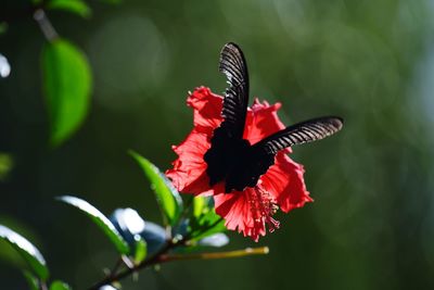 Close-up of butterfly on flower