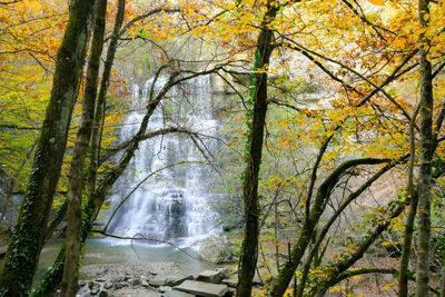 Trees in forest during autumn