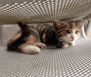 Close-up portrait of cat relaxing at home