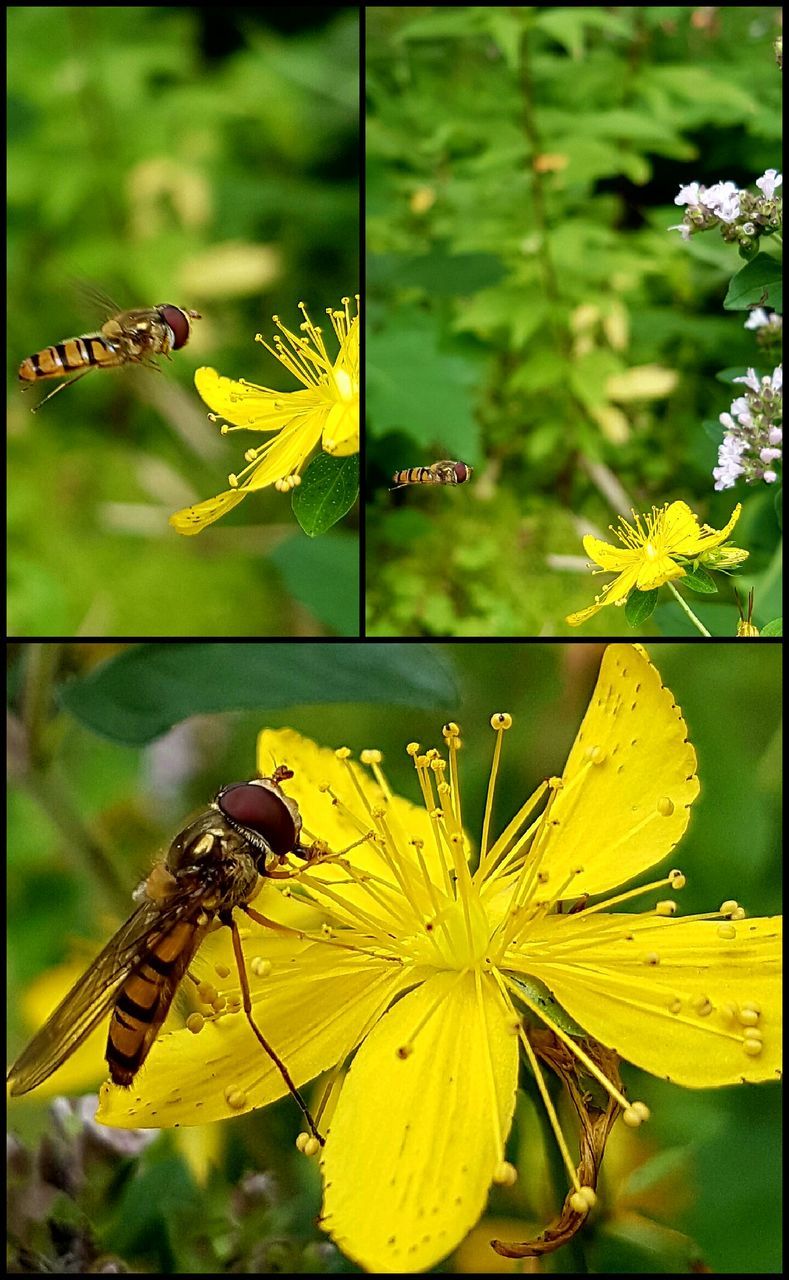 flower, yellow, insect, focus on foreground, fragility, freshness, close-up, petal, growth, flower head, beauty in nature, nature, plant, pollination, day, outdoors, selective focus, blooming, no people, stem, in bloom, botany, green color, pollen, blossom