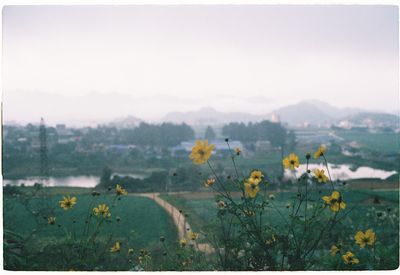 Scenic view of flowering plants on field against sky