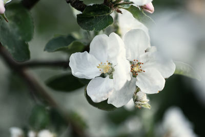 Close-up of white flowering plant