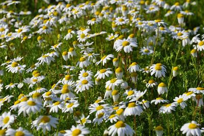 Close-up of yellow flowers blooming in field