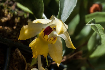 Close-up of yellow flower blooming outdoors