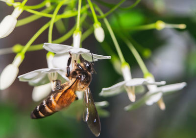 Close-up of bee pollinating on flower