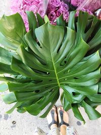 Low section of leaves on flower