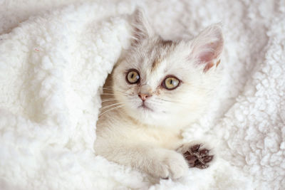 Close-up portrait of cat