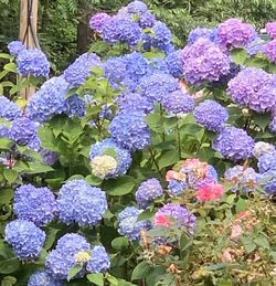 Close-up of purple hydrangea flowers