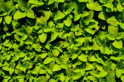 Full frame shot of plants