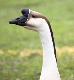 Close-up of swan