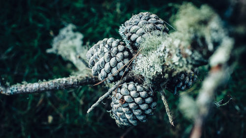 Close-up of pine cones