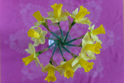 Close-up of yellow flowering plant