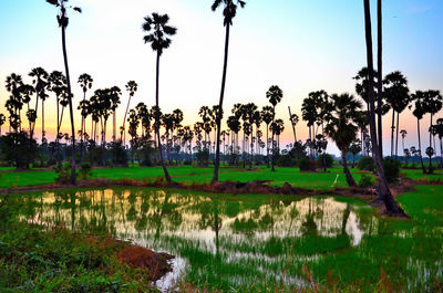 Scenic view of palm trees by lake against sky