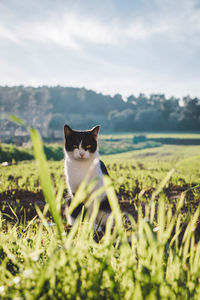 Cat sitting on a field