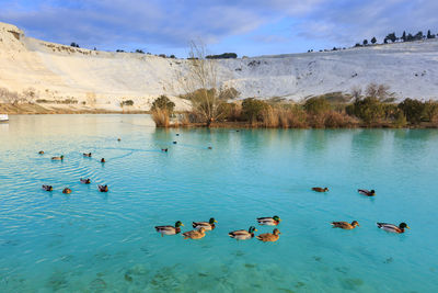 Ducks swimming in lake