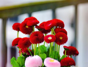 Close-up of red flowering plant