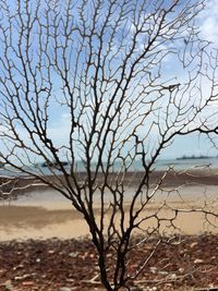 Close-up of bare tree against sea