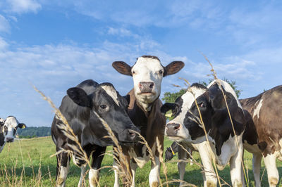 Cows standing on field against sky