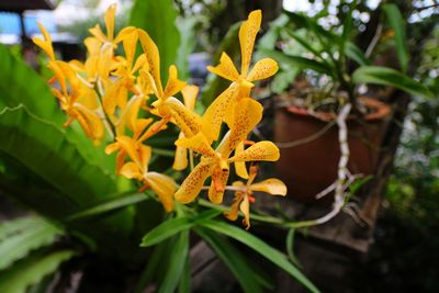 Close-up of yellow flowering plant
