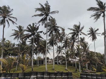 Palm trees on field against sky