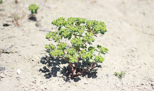 Close-up of plant