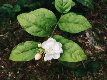 Close-up of white flowering plant