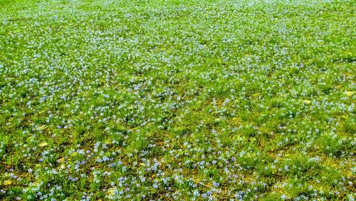 Full frame shot of plants growing on field