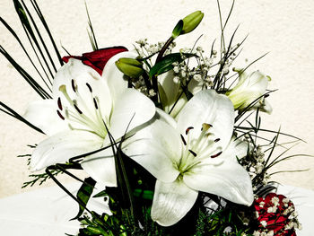 Close-up of fresh white flowers blooming in plant