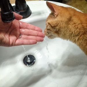 Hand with cat in bathroom