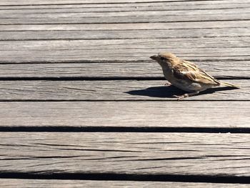 Bird on wooden plank