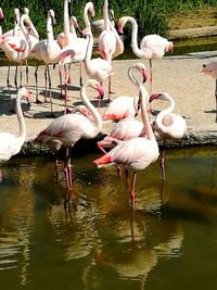 Birds in lake