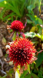 Close-up of red flowering plant on field