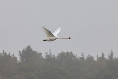 Low angle view of bird flying against clear sky