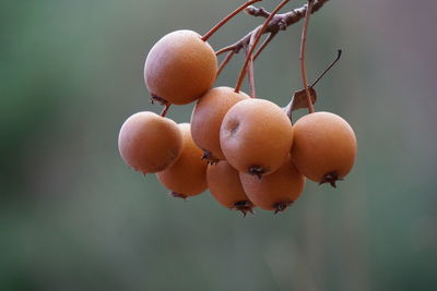 Close-up of asian pears