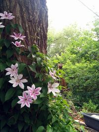 Pink flowers blooming on tree