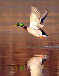 Bird flying over lake