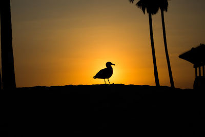 Silhouette bird on a land