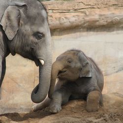 View of elephant in zoo