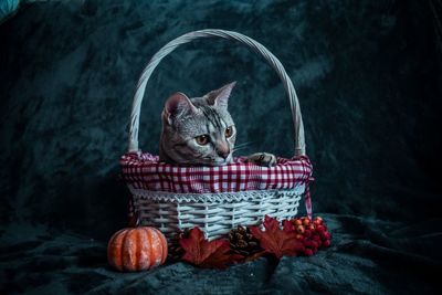 Cat sitting in basket