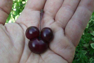 Close-up of hand holding fruit