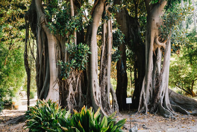 Trees in forest