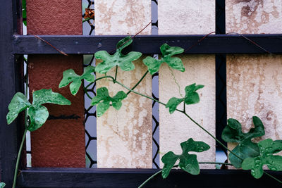 Close-up of potted plant against wall