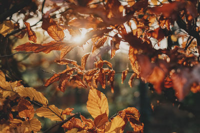 Close-up of sunlight streaming through autumn leaves