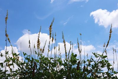Low angle view of flowering plants on field against sky