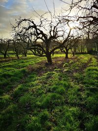 Bare trees on field against sky