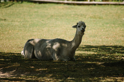 Portrait of horse on field