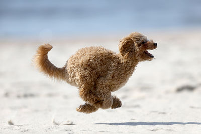 Side view of a dog running on beach