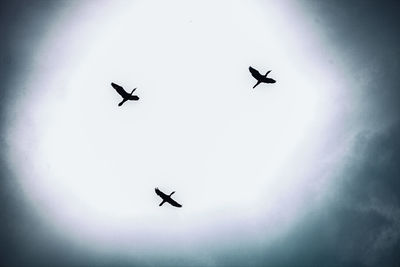 Low angle view of silhouette birds flying in sky