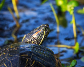 Close-up of turtle against the lake