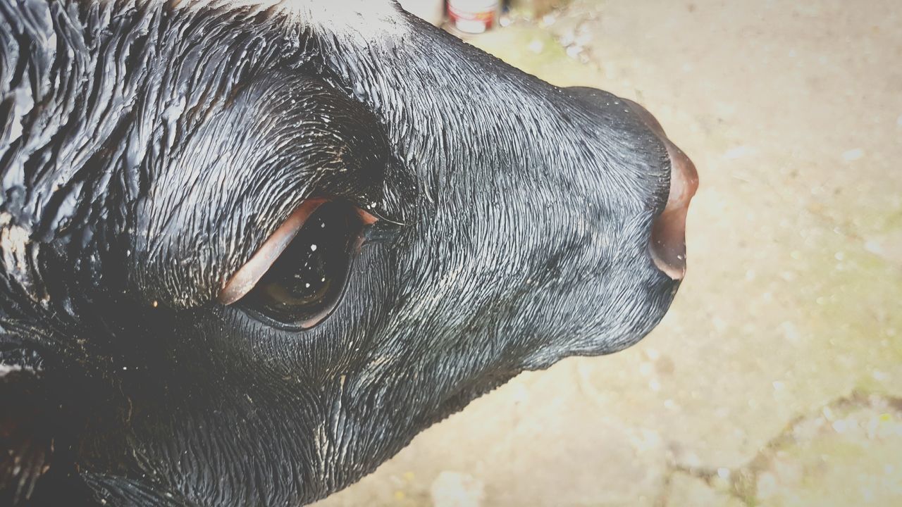CLOSE-UP PORTRAIT OF DOG OUTDOORS